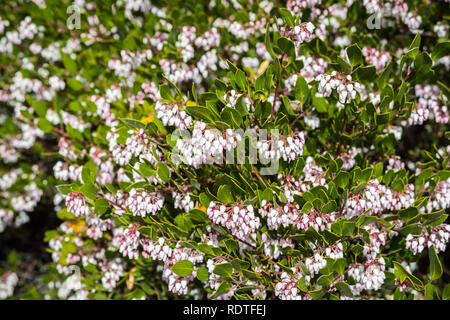 Manzanita Strauch voller rosa Blüten, San Francisco Bay Area, Kalifornien Stockfoto