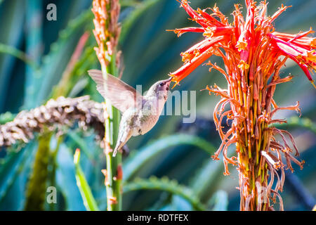 Kleine Anna's Kolibri Nektar trinken aus einem Aloe Blume, San Francisco Bay Area, Kalifornien Stockfoto