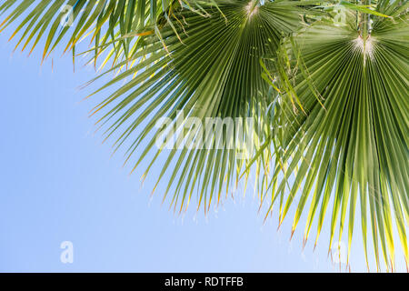 Ventilator Palmen (Washingtonia filifera) lässt auf einen blauen Himmel Hintergrund, Kalifornien Stockfoto