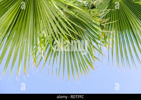 Ventilator Palmen (Washingtonia filifera) lässt auf einen blauen Himmel Hintergrund, Kalifornien Stockfoto