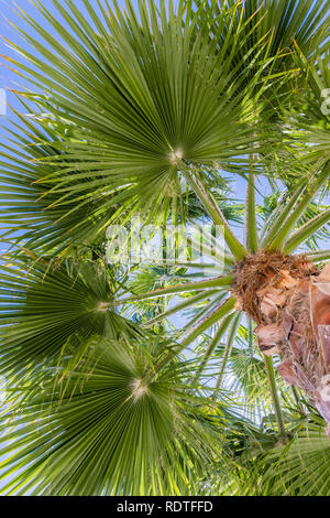 Suchen Sie in der Krone eines fan Palm Tree, San Francisco Bay Area, Kalifornien Stockfoto