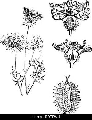 . Botanik, mit landwirtschaftlichen Anwendungen. Botanik. 488 ANGIOSPERMEN Petersilie Familie {Umbelliferae). Â Die Petersilie Familie umfasst etwa 1300 Arten. Die kleine epigynous Blüten in Dolden getragen werden, woher der Name der Familie {Abb. 436). Die Staubgefäße und Teile der Kelch und Krone sind fünf. Der Stempel besteht aus zwei sich teilweise united Samenkapseln, die in den Obst trennen. Karotten, Pastinaken, Sellerie und Fenchel sind Mitglieder dieser Familie. In dieser Familie sind auch einige schlechte Unkraut. Das gift Hemlock {Conium maculatum) und Wasser Hemlock (Cituta maculata) aßen zwei sehr giftige Pflanzen, die o Stockfoto