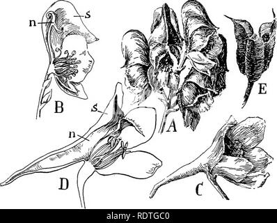 . Die Natur und die Entwicklung der Pflanzen. Botanik. Entwicklung von Pflanzen 441 Teile Der blütenhülle, die häufiger in Dreien oder unbestimmte Anzahl als in Fives, sind ebenfalls Gegenstand zu betrachten - in der Lage, Schwankungen. Sehr häufig ist das Corolla nicht entwickelt ist oder teilweise unterdrückt, und die kelchblätter werden gefärbt und gängigen Petaloid-Boden nachempfunden, wie in die sumpfdotterblume, Leberblümchen, bestimmte windflowers, rue, Spice Bush, Rittersporn, etc. In ein paar der Gattungen der Blütenhülle stark geändert wird und auch unregelmäßig, wie in der Columbine (Abb. 306, B, N), wo fünf der Blütenblätter, oft als staubgefäße geändert Stockfoto