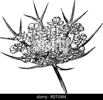 . Elementare Botanik. Botanik. 282 DICOTYLEDONS. Die petersilie Familie, die dolde ist ein Mittel, das, wie in der Abbildung gezeigt. Der Kelch ist fest mit der Wand des Eierstocks, die gebildet wird von zwei united Fruchtblätter. Die fünf weißen Blütenblättern sowie die fünf Staubblätter ergeben sich aus der. Abb. 373 - Single dolde der Wilden Möhre. Marge des Ovars rund um die beiden Stile. Kein Teil der Kelch ist kostenlos in der Wilden Möhre, obwohl in einigen anderen Mitgliedern der Familie dort klein sind. Bitte beachten Sie, dass diese Bilder aus gescannten Seite Bilder, die digital zum Lesen erhöht worden sein können extrahiert werden Stockfoto