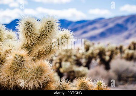 Nahaufnahme von Teddy Cholla (Cylindropuntia Bigelovii), Cholla Cactus Garden, Joshua Tree National Park, Kalifornien; unscharfer Hintergrund Stockfoto