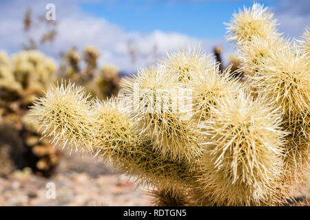 Nahaufnahme von Teddy Cholla (Cylindropuntia Bigelovii), Cholla Cactus Garden, Joshua Tree National Park, Kalifornien Stockfoto