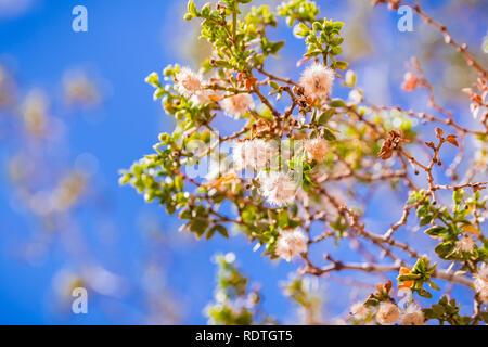 Kreosot bush (Larrea tridentata) Zweige und Samenkapseln, Joshua Tree National Park, Kalifornien Stockfoto
