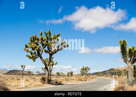 Joshua Bäume (Yucca Buergeri) wächst auf der Seite einer asphaltierten Straße in Joshua Tree National Park, Kalifornien Stockfoto