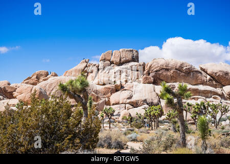 Joshua Bäume (Yucca Buergeri); Felsen im Hintergrund; der Joshua Tree National Park, Kalifornien Stockfoto
