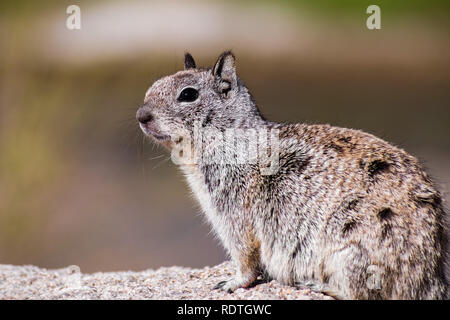 In der Nähe von Kalifornien Erdhörnchen (Otospermophilus beecheyi), Wind sein Fell messing, Joshua Tree National Park Stockfoto