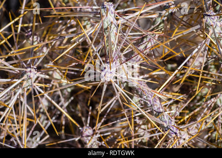 In der Nähe von Diamond cholla/verzweigte pencil Cholla (Cylindropuntia ramosissima), Joshua Tree National Park, Kalifornien Stockfoto