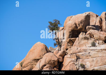 Pine Tree wächst auf einem Felsvorsprung, Joshua Tree National Park, Kalifornien Stockfoto