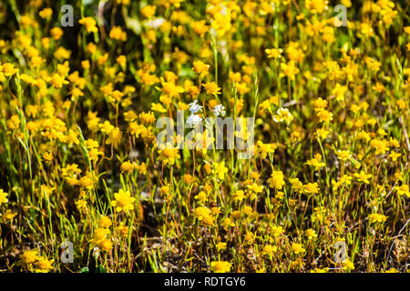 Goldfields blühen auf Wiesen, Ansicht von oben, South San Francisco Bay Area, San Jose, Kalifornien Stockfoto