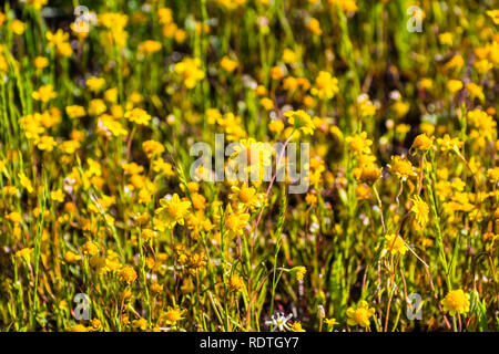 Goldfields blühen auf Wiesen, Ansicht von oben, South San Francisco Bay Area, San Jose, Kalifornien Stockfoto