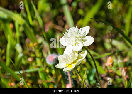 Nahaufnahme von Sahne Schale (Platystemon Californicus) Wildblumen, San Jose, San Francisco Bay Area, Kalifornien Stockfoto