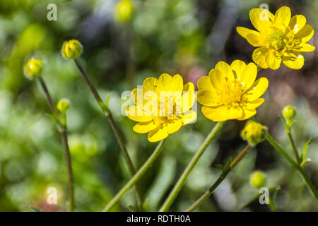 Kalifornien Hahnenfuß (Ranunculus Californicus) Wildblumen auf der Wiese, South San Francisco Bay Area, San Jose Stockfoto