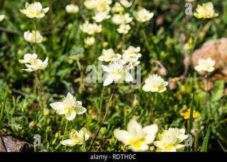 Cream Cups (Platystemon Californicus) Wildblumen, South San Francisco Bay Area, San Jose, Kalifornien Stockfoto