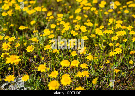 Goldfields blühen auf Wiesen, Ansicht von oben, South San Francisco Bay Area, San Jose, Kalifornien Stockfoto