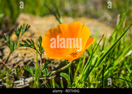 Kalifornischer Mohn (Eschscholzia californica) Close up; kleine Bugs in der Mitte; South San Francisco Bay Area, San Jose Stockfoto