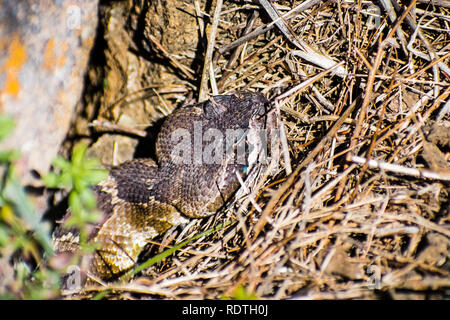 In der Nähe der Jugendlichen Northern Pacific Klapperschlange (Crotalus oreganus oreganus) Kopf peeking von unter einem Felsen an einem sonnigen Tag, South San Francisco Bay ar Stockfoto