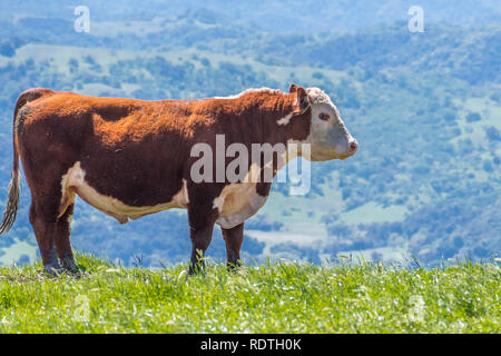 Große Simmentaler Stier stehen auf einer Wiese, South San Francisco Bay Area, San Jose, Kalifornien Stockfoto