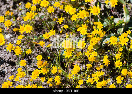 Goldfields blühen auf Wiesen, Ansicht von oben, South San Francisco Bay Area, San Jose, Kalifornien Stockfoto