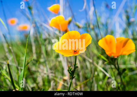 In der Nähe von Kalifornien Mohn (Eschscholzia californica) blühen auf den Hügeln von South San Francisco Bay Area im Frühling; San Jose Stockfoto