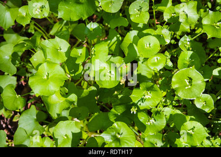 Miner's Salat, Winter Portulak oder indischer Salat (Claytonia perfoliata) wachsen auf einer Wiese, San Francisco Bay Area, Kalifornien Stockfoto