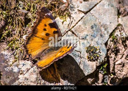 Nahaufnahme von Satyr Komma Schmetterling (Polygonia satyrus), San Francisco Bay Area, Kalifornien Stockfoto