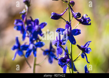 Rittersporn (Delphinium variegatum) Wildblumen, San Francisco Bay Area, Kalifornien Stockfoto