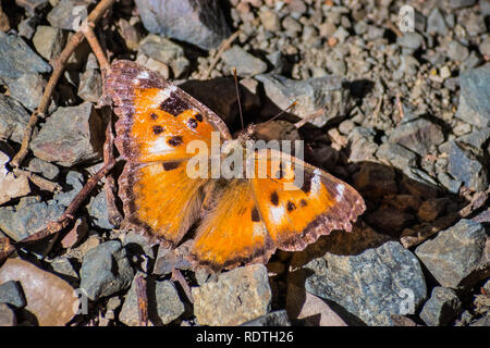 Nahaufnahme von Satyr Komma Schmetterling (Polygonia satyrus), San Francisco Bay Area, Kalifornien Stockfoto