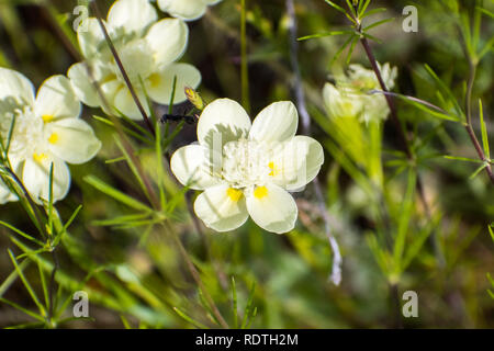 Cream Cups (Platystemon Californicus) Wildblumen, South San Francisco Bay Area Santa Clara County, Kalifornien Stockfoto
