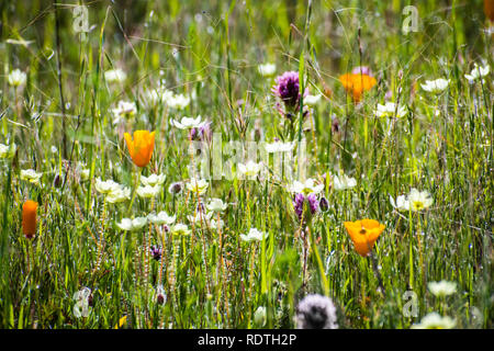 Kalifornischer Mohn (Eschscholzia californica), Owl's Clover (Castilleja Exserta) und Creme Cups (Platystemon Californicus) blühen auf einer Wiese in Santa Stockfoto