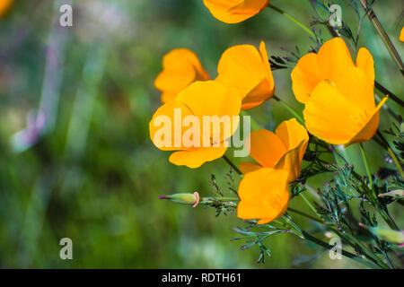 In der Nähe von Kalifornien Mohn (Eschscholzia californica) blühen auf den Hügeln von South San Francisco Bay Area im Frühling Stockfoto