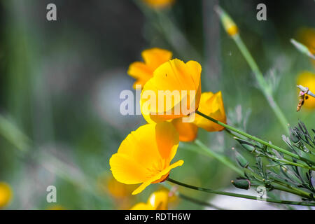 In der Nähe von Kalifornien Mohn (Eschscholzia californica) blühen auf den Hügeln von South San Francisco Bay Area im Frühling Stockfoto