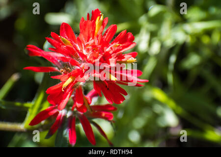 Nahaufnahme von Indian Paintbrush (Caldas) wildflower, Santa Clara County, South San Francisco Bay Area, Kalifornien Stockfoto