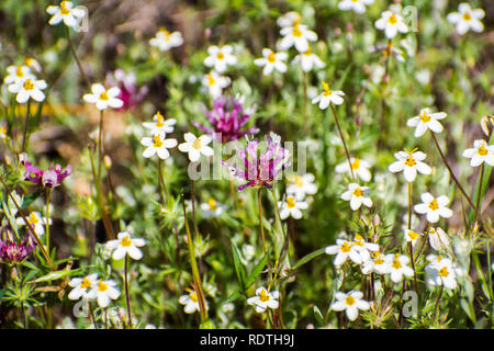 Variable Linanthus (Leptosiphon parviflorus) und Wenige - flowerered KLEE (Trifolium oliganthum) Wildblumen blühen auf einer Wiese in Santa Clara County, Stockfoto