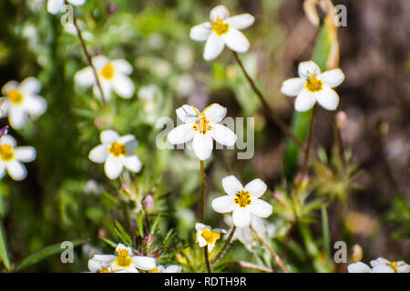 Variable Linanthus (Leptosiphon parviflorus) Wildblumen blühen auf einer Wiese in Santa Clara County, South San Francisco Bay Area, Kalifornien Stockfoto