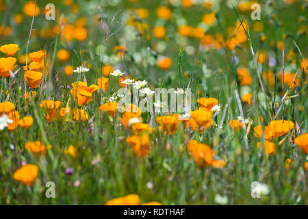 Kalifornien Mohn (Eschscholzia californica) und Creme Cups (Platystemon Californicus) Wildblumen blühen auf einer Wiese in South San Francisco Bay ar Stockfoto