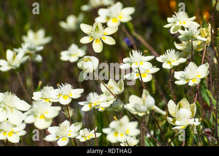 Cream Cups (Platystemon Californicus) Wildblumen, South San Francisco Bay Area Santa Clara County, Kalifornien Stockfoto