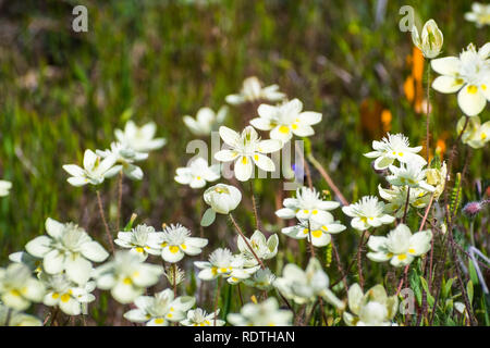 Cream Cups (Platystemon Californicus) Wildblumen, South San Francisco Bay Area Santa Clara County, Kalifornien Stockfoto