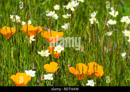 Kalifornien Mohn (Eschscholzia californica) und Creme Cups (Platystemon Californicus) Wildblumen blühen auf einer Wiese in South San Francisco Bay ar Stockfoto