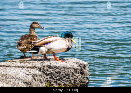 Ein paar Stockenten auf die Küstenlinien der San Francisco Bay Area, Kalifornien Stockfoto