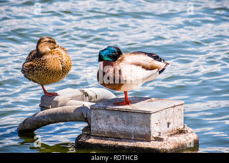 Ein paar Stockenten schlafen auf die Küstenlinien der San Francisco Bay Area, Kalifornien Stockfoto