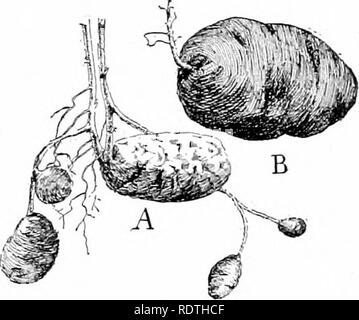 . Die Natur und die Entwicklung der Pflanzen. Botanik. Abb. 71. Abb. 72. Abb. 71. Rhizom von Salomos Siegel mit Antenne schießen gerade erst aus dem Boden. Die Dichtung - wie Narben markieren Sie die aufeinanderfolgenden schießt in den letzten drei Jahren produziert. Abb. 72. Bildung von Knollen: A, alte Kartoffel oder Knolle mit zwei Triebe bis in die Luft und von der Basis dieser schießt, Rhizomen gebildet haben, entwickeln neue Knollen. B, reife Knolle mit spiralförmig ar-reichten Knospen, die sogenannte "Augen" der Kartoffel. wird durch die Lagerung von Lebensmitteln in bestimmten Teilen des eher kleinen Rhizome gebildet, dass Bran Stockfoto