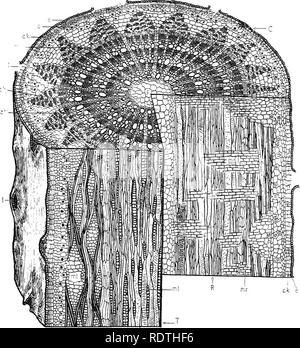 . Die Natur und die Entwicklung der Pflanzen. Botanik. Natur DER PFLANZEN 93 Dürre, Verpflanzung, und andere Faktoren, die die jährliche Wachstum begrenzen. Sie zeigen auch, dass die Entwicklung der Pflanze, unterliegen den gleichen Rhythmus von Wachstum ist wie im Tier zu sehen ist.. Abb. 58. Diagramm eines drei-j' Ohr - alten Stamm der Lindenholz geschnitten damit als die Struktur im Querschnitt, C, im Radialschnitt, R und im Tangentialschnitt, X zu zeigen; c, Cortex, ck, Kork; ph, Phloem mit dunkleren Streifen stereome; mc, medulläres Ray in Cro^- eection; Herr, Ray im Radialschnitt; Mt, Ray im Tangentialschnitt; I, Lentizellen; Cam, kambium Cylin Stockfoto