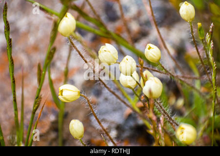 Cream Cups (Platystemon Californicus) Wildblumen zu öffnen, South San Francisco Bay Area Santa Clara County, Kalifornien Stockfoto