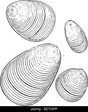 . Grundlagen der Botanik. Botanik; Botanik. 16 GRUNDLAGEN DER BOTANIK 19. Mikroskopische Untersuchung von Stärke." - Untersuchen sie Stärke in Wasser mit einer eher hohe Leistung des Mikroskops (nicht weniger als 200 Durchmesser). Brei gerieben aus einer Kartoffel, die aus einem oanna Wurzelstock, Weizenmehl, die fein pulverförmiger Stärke unter dem Handelsnamen "stärkemehl" zum Kochen, Haferflocken verkauft, und Buchweizen fein pulverisiert in einem Mörser, werden hervorragende Beispiele für die Form und die Markierung der Stärke Körner liefern. Alle Arten Skizze untersucht, unter Schmerzen die Markierungen zu bringen.^ die Zeichnungen vergleichen Stockfoto