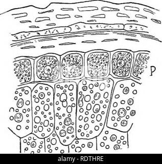 . Die Natur und die Entwicklung der Pflanzen. Botanik. Abb. Ii. Abb. 12. Abb. Ii. Stärke Körner: A, von der Bohne. B, von Potato. C, Compound, Korn von Kartoffel. Abb. 12. Abschnitt des äußeren Teil einer Weizenkorn:/>, Zellen, proteid Körner. Die größeren Zellen mit Stärke gefüllt.- Nach dem Strasburger. seitig als in der Kartoffel (Abb. 11, B). Häufig zwei oder mehr Körner in einem leucoplast und zusammengesetzte Körner stammen Ergebnis (Abb. II, C). Proteids und anderen Lebensmitteln sind ebenfalls in die Speicherorgane, wo sie können, müssen aber nicht in der festen Form hinterlegt werden transportiert. Dies ist in der Regel Effe Stockfoto