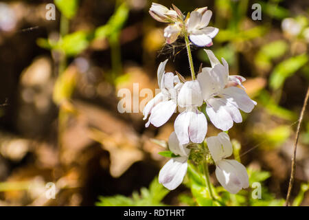 In der Nähe von white blue eyed Mary (Collinsia bartsiifolia) Wildblumen blühen in South San Francisco Bay Area, Kalifornien Stockfoto